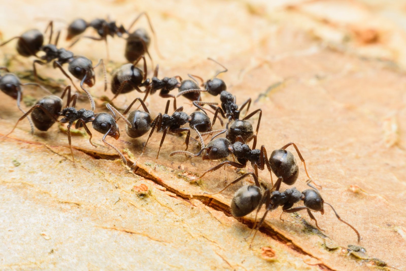 7 Pest Prevention Tips Every Homeowner Should Follow