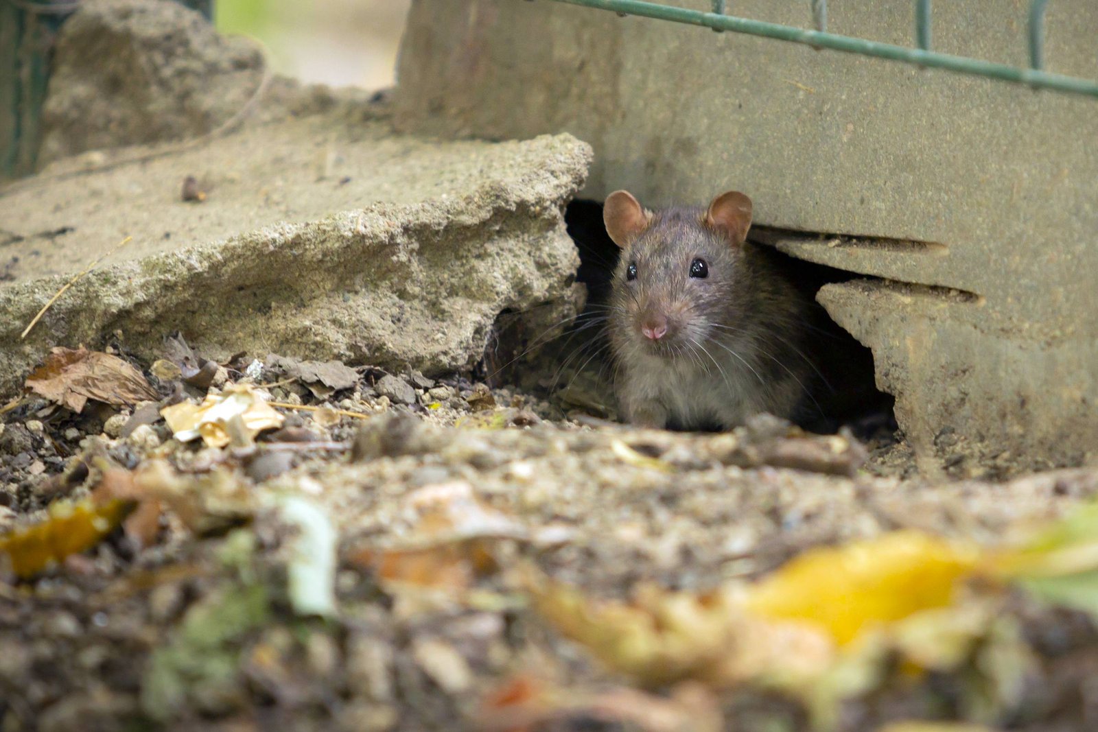 Rodent Control