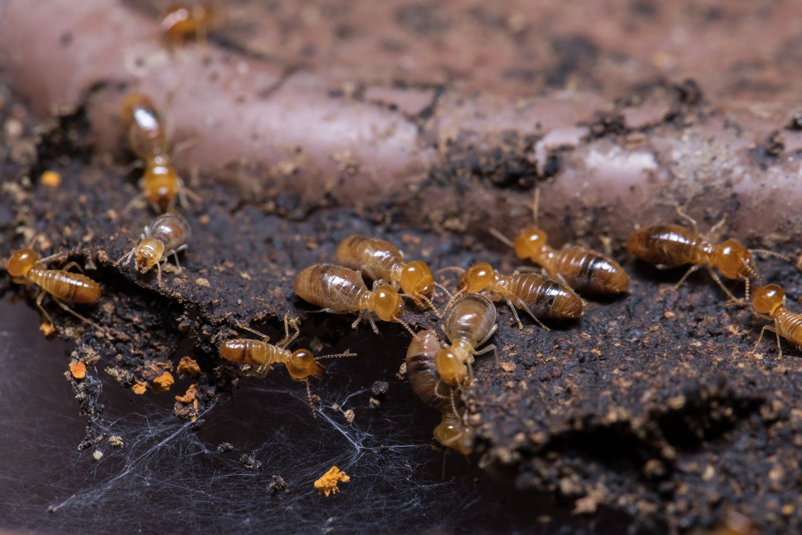 Termite Control