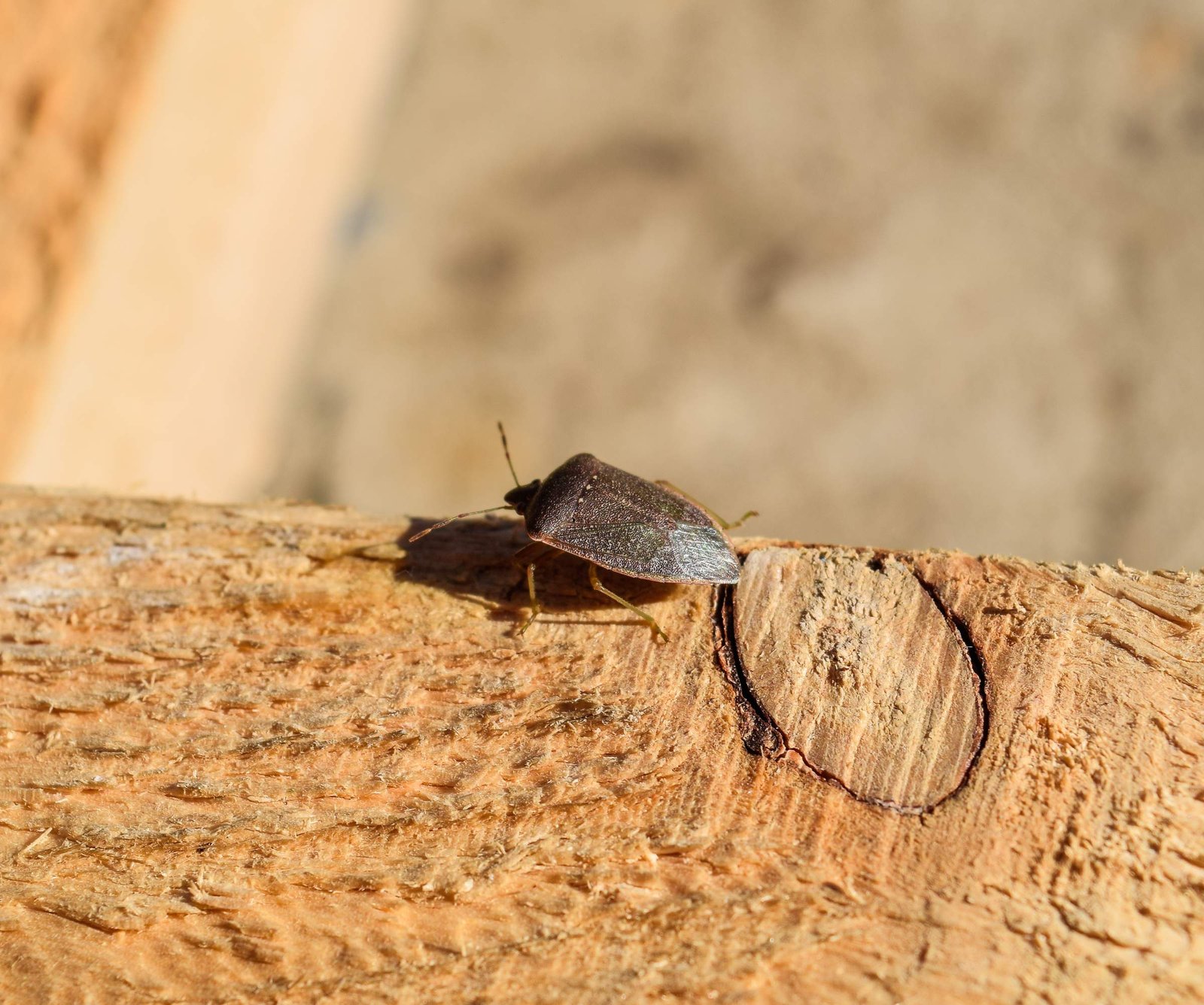 Wood Borer Control